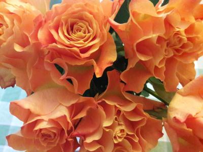 Fringey roses (credit: Maria Carnegie)