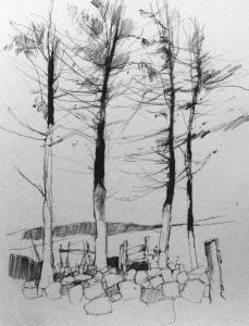 Tree Sketching workshop with Geoff Chilton