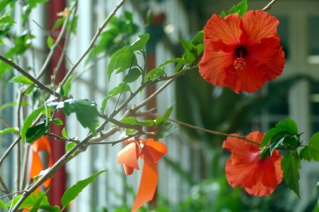 A hint of Fringe in its new location in the Pavilion Gardens conservatory (credit: Donald Judge 2021)