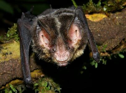 Hairy Nosed Bat