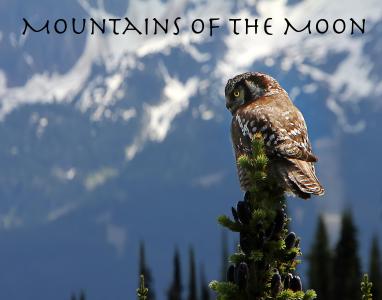 Owl will find the mountain! (We hope)
