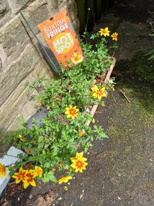 And this little one on Green Lane... (SB)