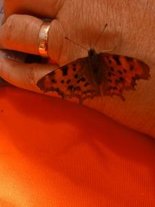 Fringey Comma butterfly arrives at a Fringe carnival workshop (CS)
